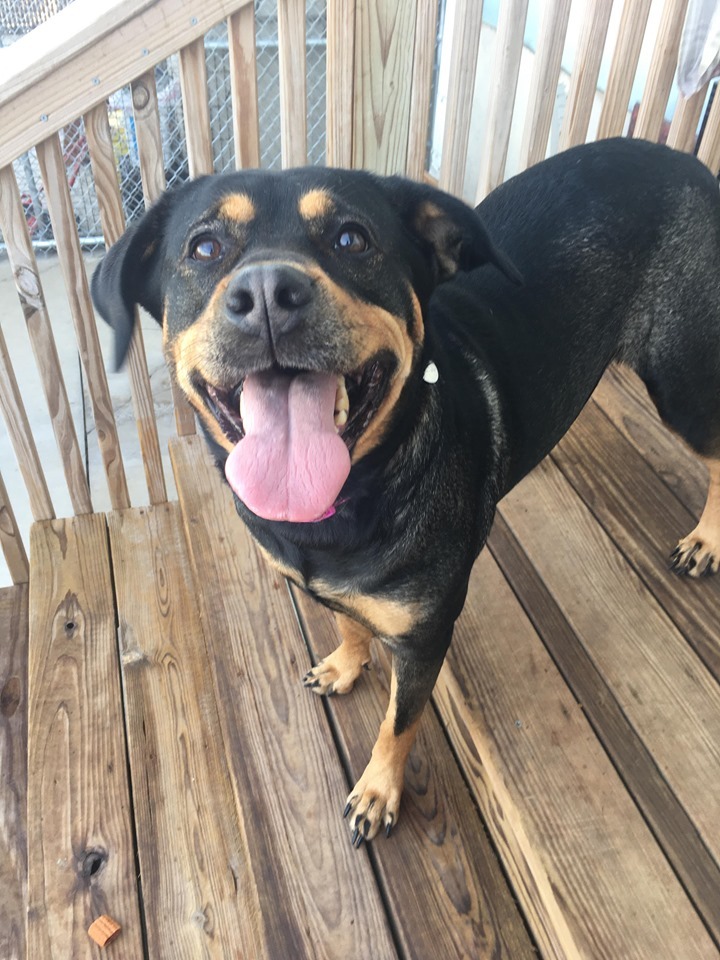 Athena, an adoptable Rottweiler, Shepherd in La Salle, IL, 61301 | Photo Image 1