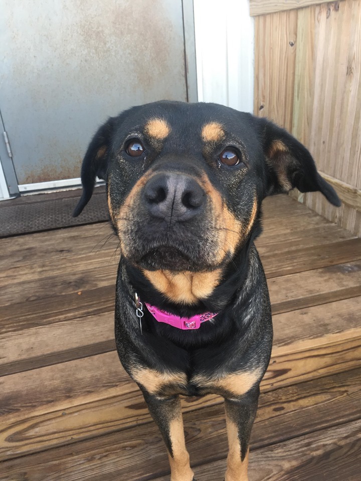 Athena, an adoptable Rottweiler, Shepherd in La Salle, IL, 61301 | Photo Image 4