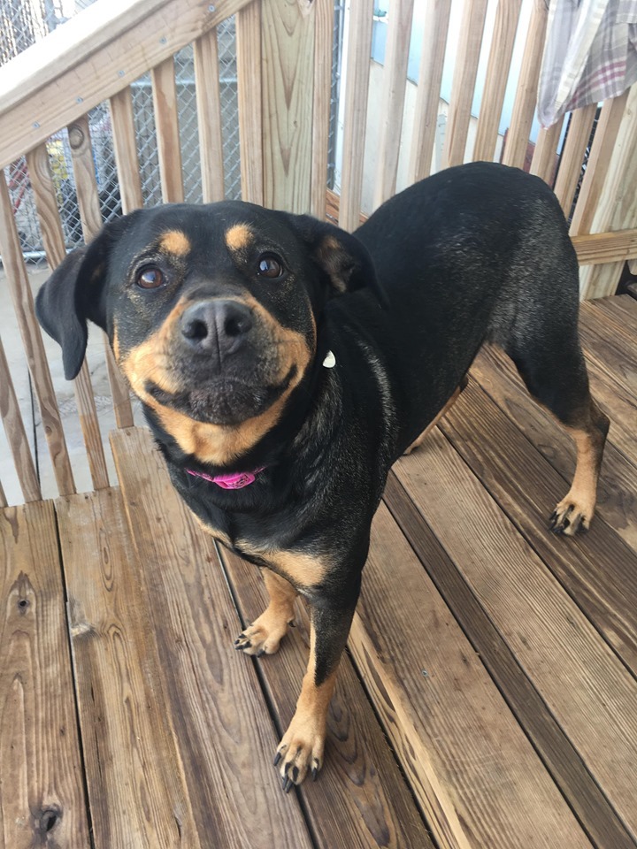 Athena, an adoptable Rottweiler, Shepherd in La Salle, IL, 61301 | Photo Image 5