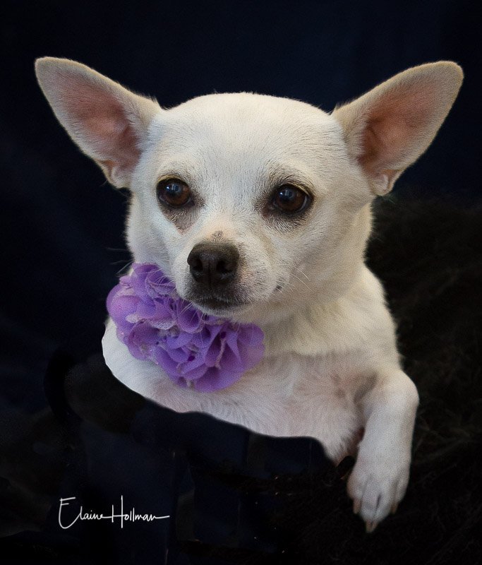 Shelby, an adoptable Chihuahua in Phelan, CA, 92329 | Photo Image 1