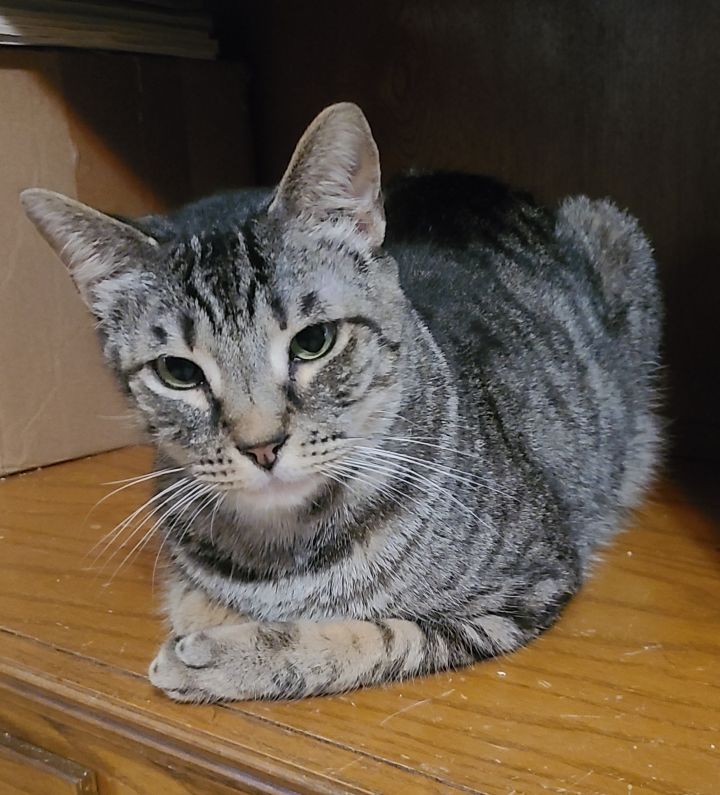 bobcat domestic cat hybrid