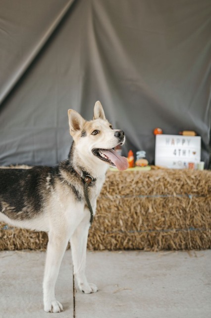 Fred, an adoptable Husky & German Shepherd Dog Mix in Chillicothe, OH