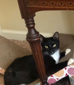 Annie 4, Adult Female Domestic Short Hair