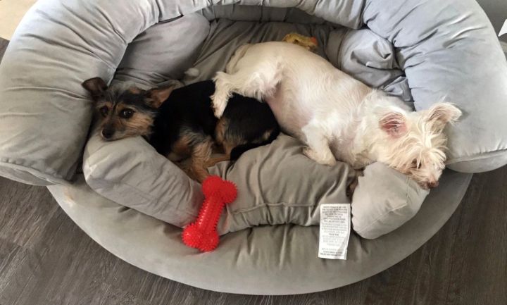 Coco and Daisy BONDED PAIR 5