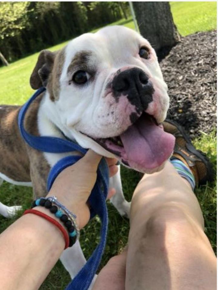 Dog For Adoption Daisy Mae An English Bulldog In Landenberg Pa Petfinder