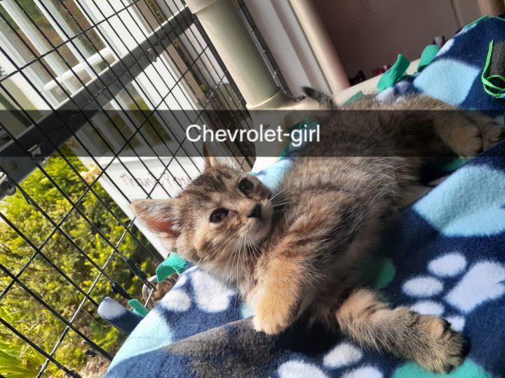 Chevrolet 3