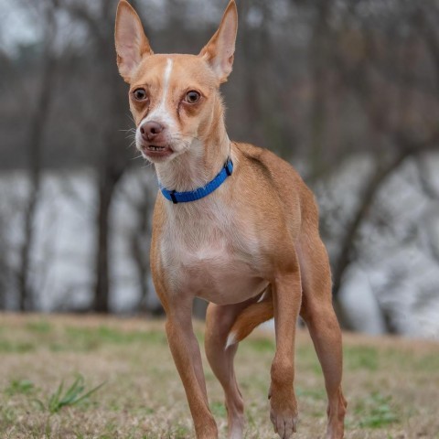 Jagger, an adoptable Chihuahua in Allen, TX, 75013 | Photo Image 1