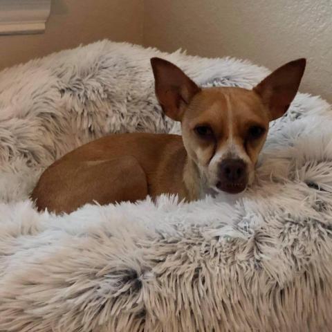 Jagger, an adoptable Chihuahua in Allen, TX, 75013 | Photo Image 2