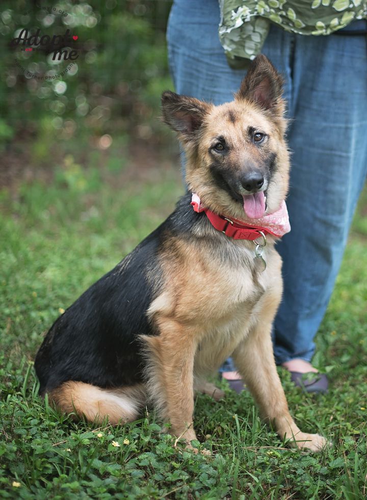Poppyseed, an adopted German Shepherd Dog in Kingwood, TX_image-4