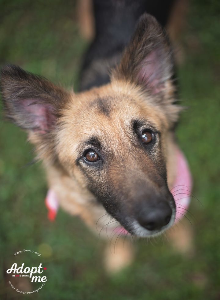 Poppyseed, an adopted German Shepherd Dog in Kingwood, TX_image-6