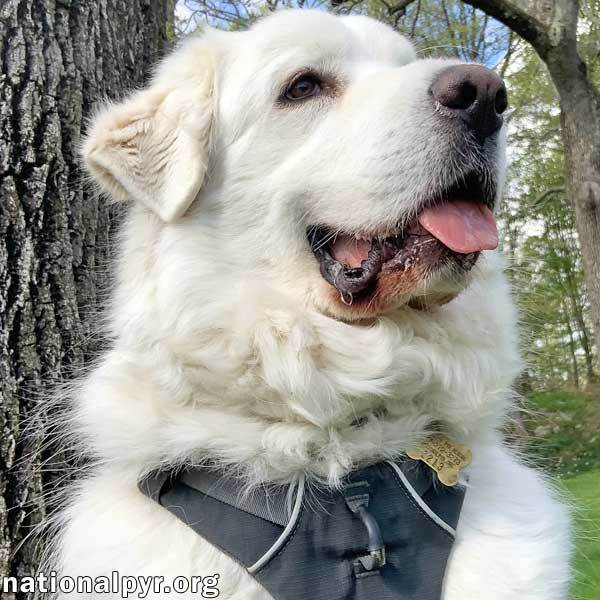 Cake in GA - Affectionate Cuddly Girl!, an adoptable Great Pyrenees in Griffin, GA, 30223 | Photo Image 1