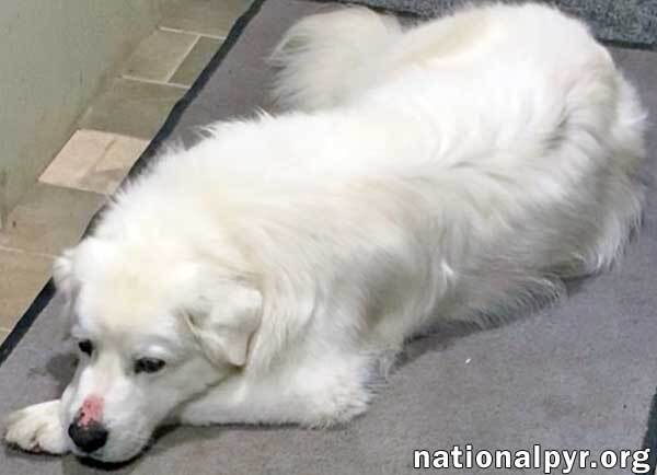 Cake in GA - Affectionate Cuddly Girl!, an adoptable Great Pyrenees in Griffin, GA, 30223 | Photo Image 3