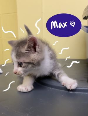 Max