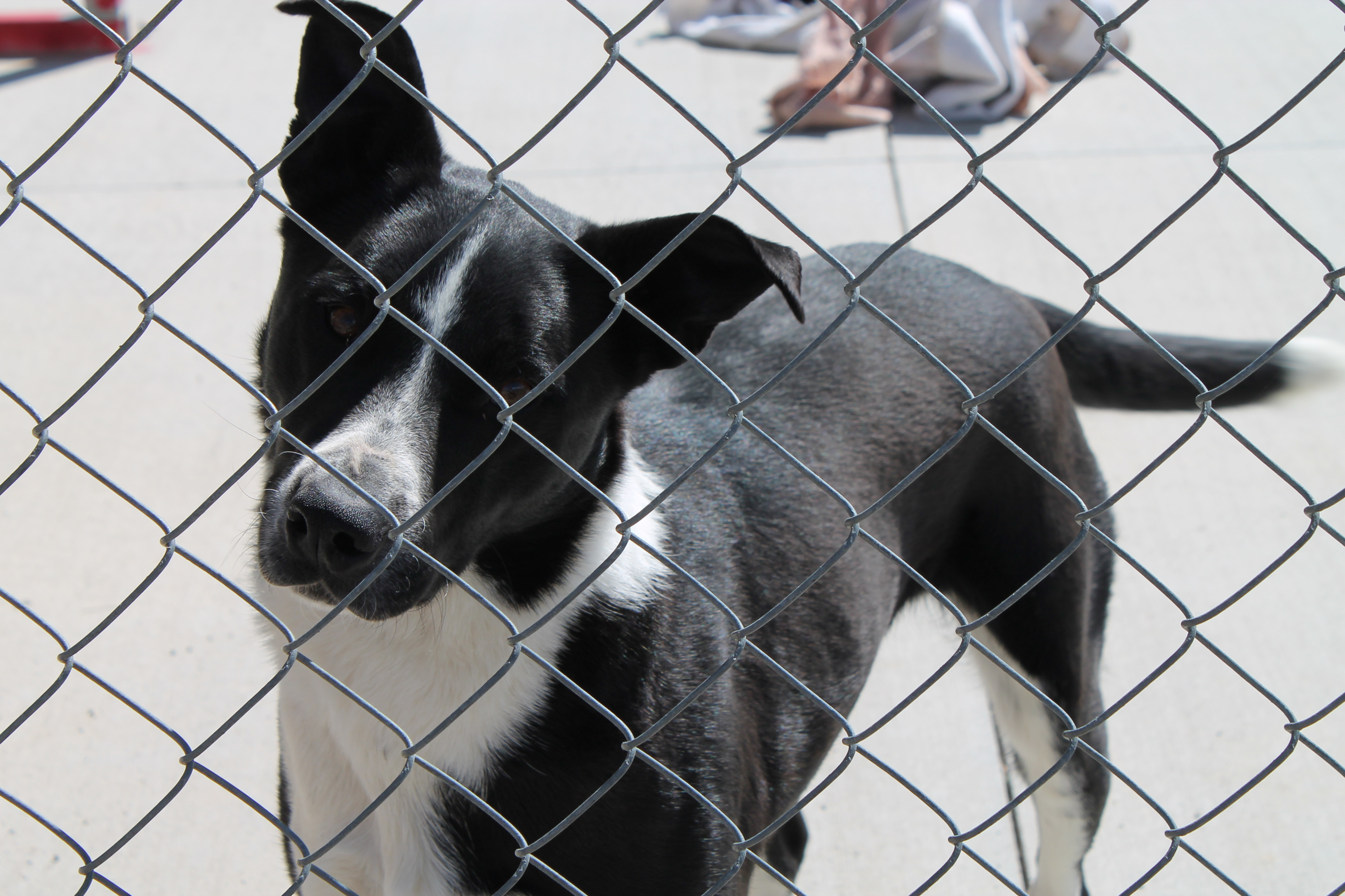 Scout, an adoptable Border Collie, Collie in Worland, WY, 82401 | Photo Image 1