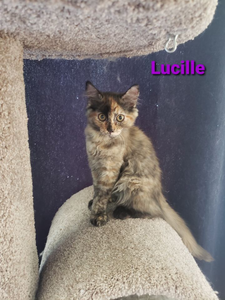 Lucille 1