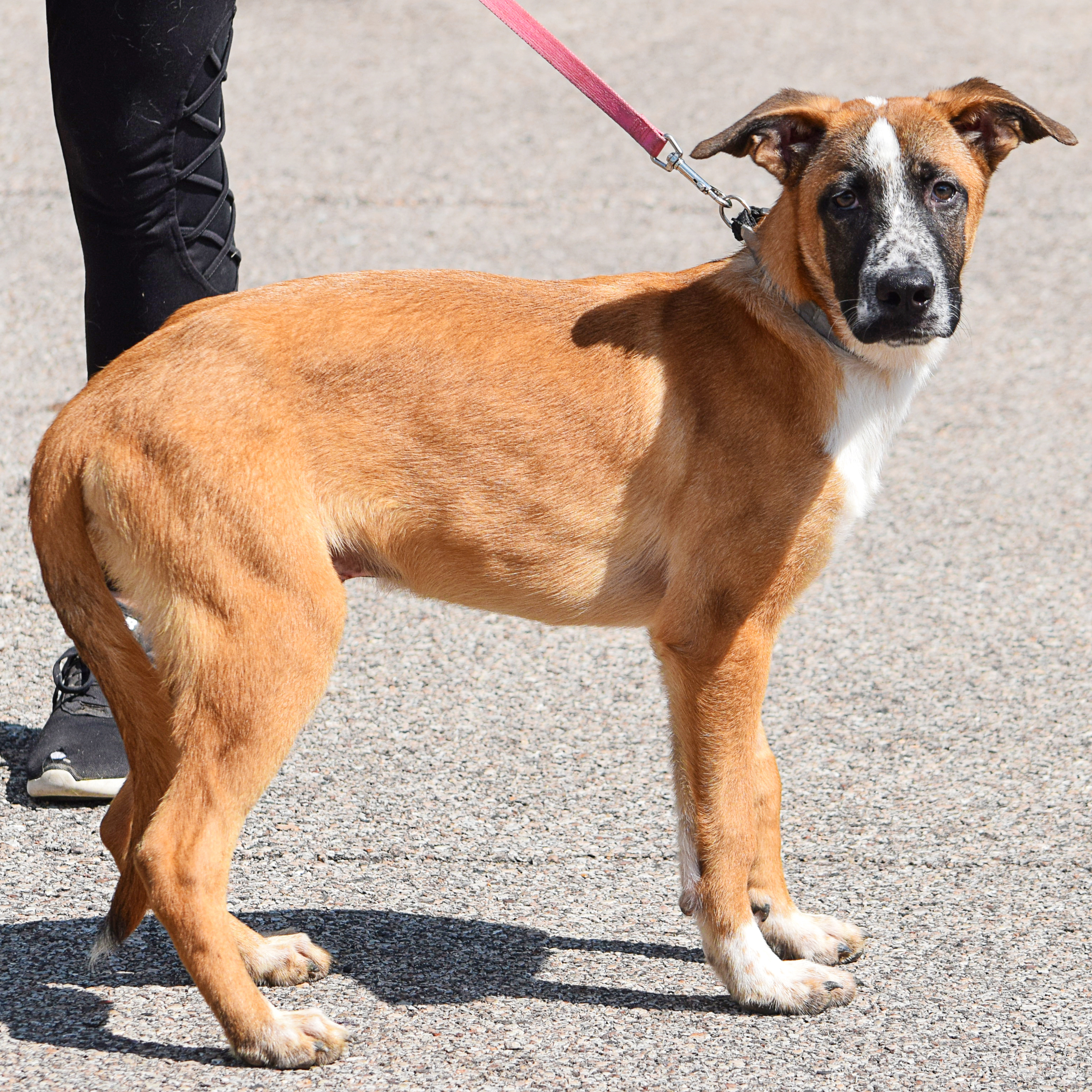 Scooby, an adoptable Belgian Shepherd / Malinois, German Shepherd Dog in Huntley, IL, 60142 | Photo Image 3