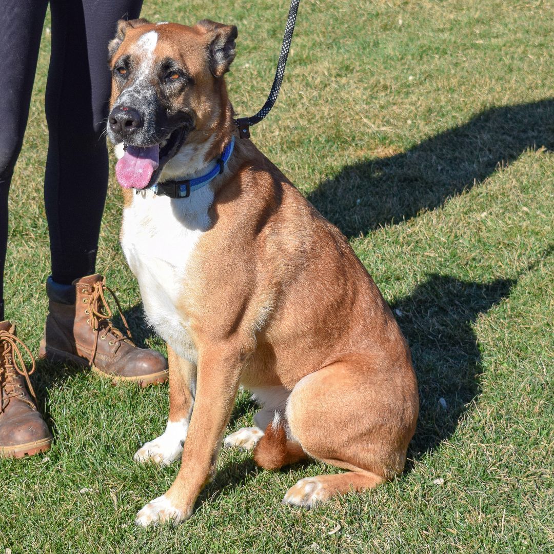 Scooby, an adoptable Belgian Shepherd / Malinois, German Shepherd Dog in Huntley, IL, 60142 | Photo Image 5