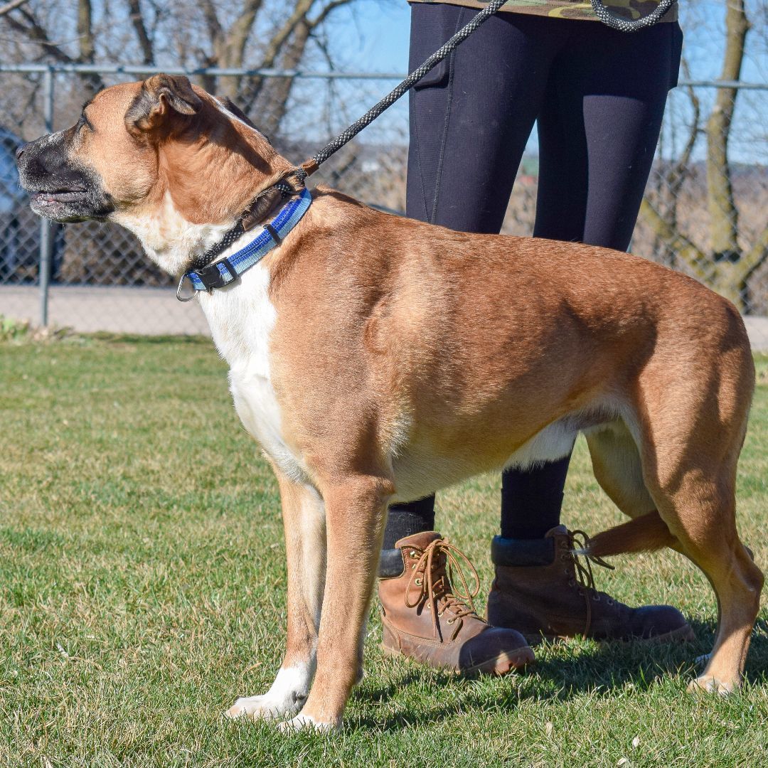 Scooby, an adoptable Belgian Shepherd / Malinois, German Shepherd Dog in Huntley, IL, 60142 | Photo Image 6