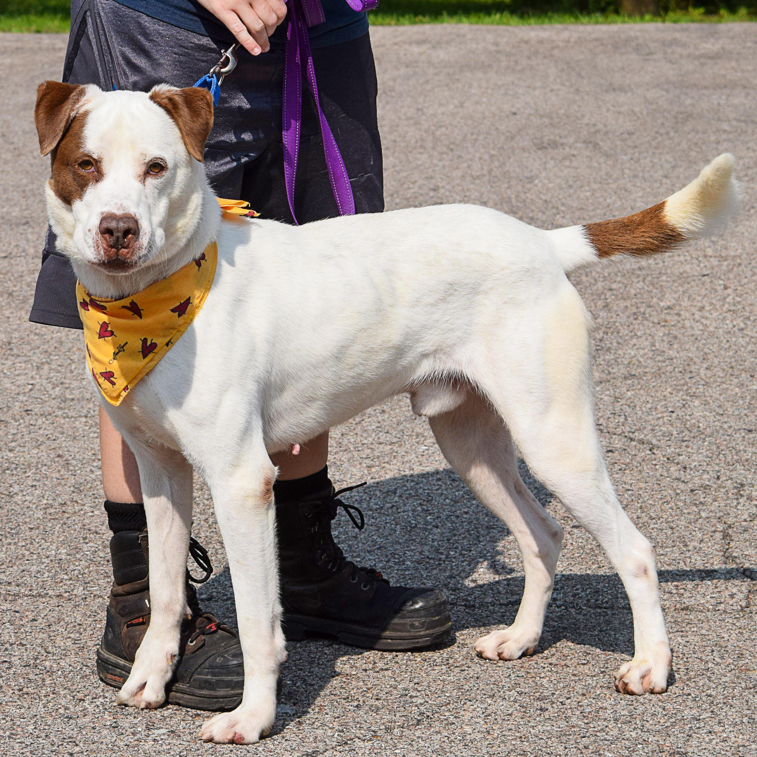 Frank, an adoptable Great Pyrenees, Boxer in Huntley, IL, 60142 | Photo Image 3