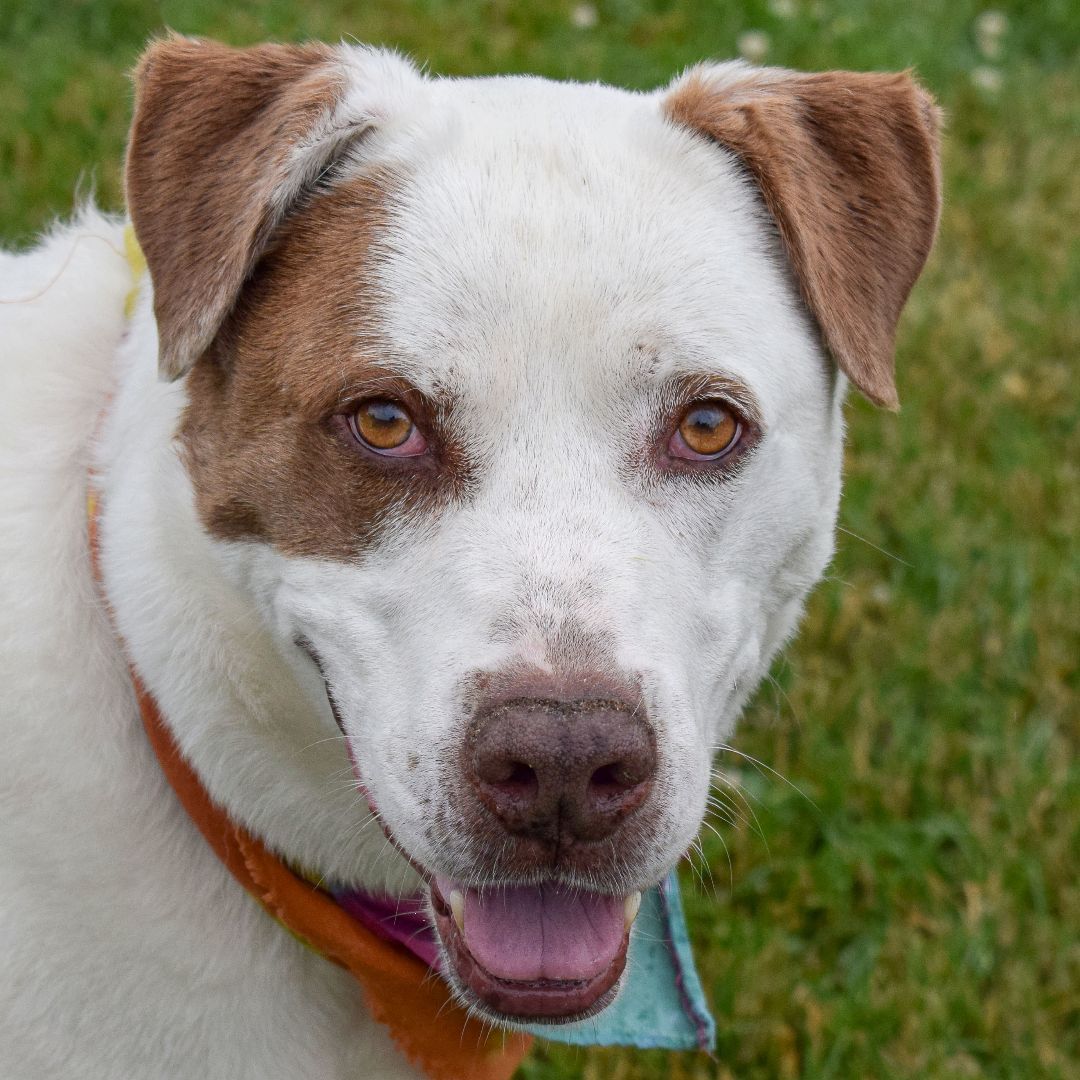 Frank, an adoptable Great Pyrenees, Boxer in Huntley, IL, 60142 | Photo Image 3