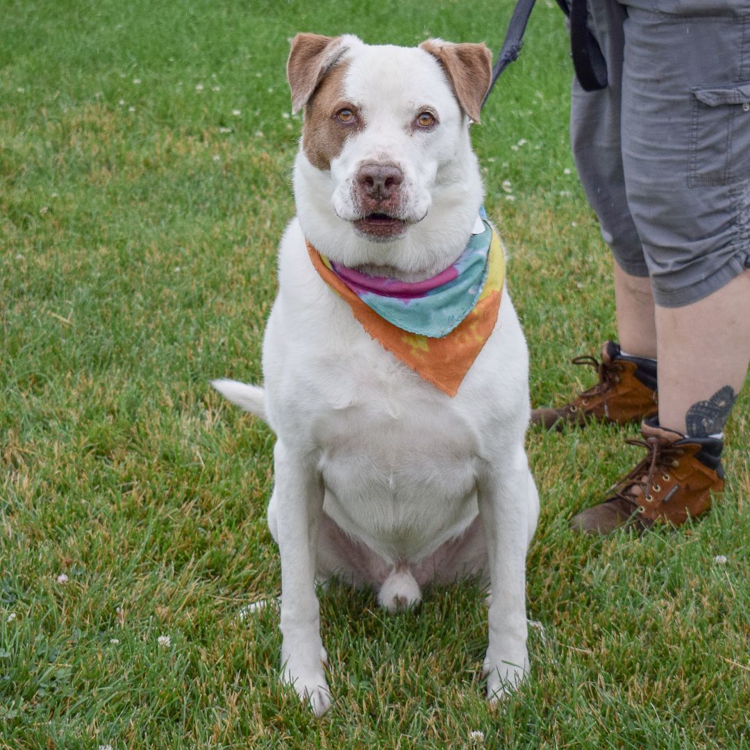 Frank, an adoptable Great Pyrenees, Boxer in Huntley, IL, 60142 | Photo Image 5