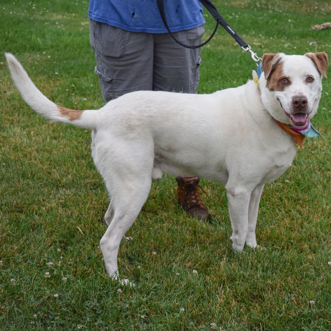 Frank, an adoptable Great Pyrenees, Boxer in Huntley, IL, 60142 | Photo Image 6