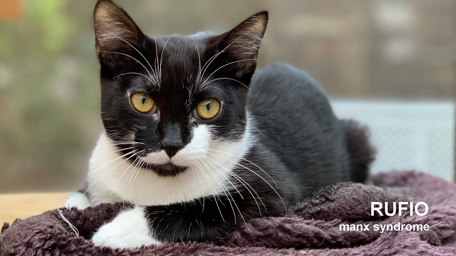 Rufio, an adoptable Domestic Short Hair in Santa Rosa, CA, 95404 | Photo Image 1