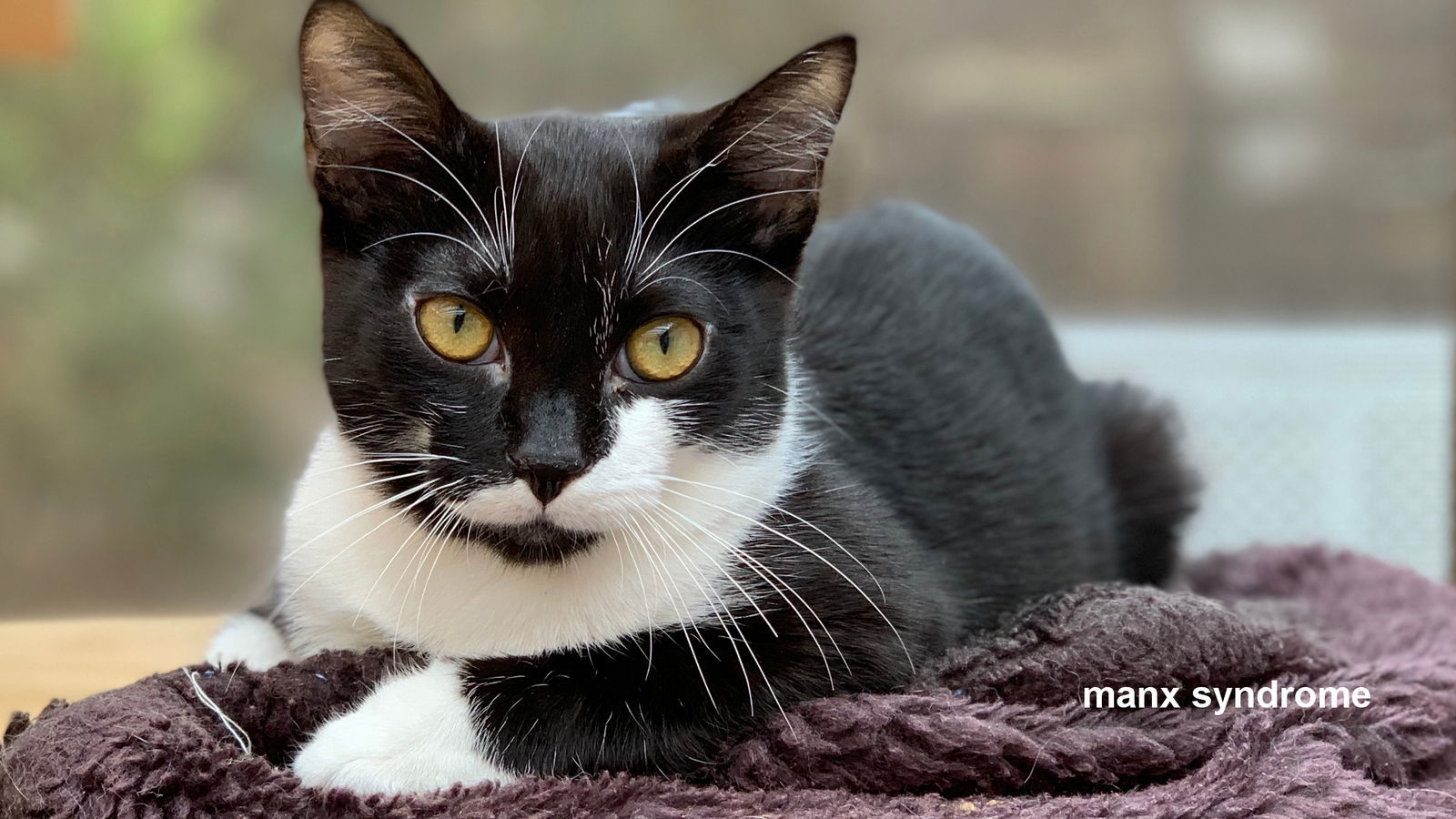 Rufio, an adoptable Domestic Short Hair in Santa Rosa, CA, 95404 | Photo Image 3