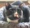 . Catsby .