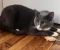 . Catsby .