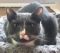 . Catsby .