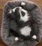. Catsby .