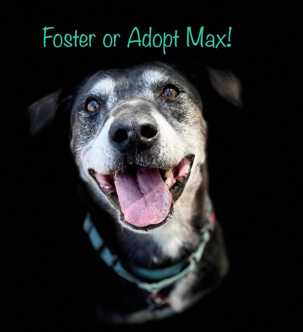 Max, an adoptable Labrador Retriever, Cattle Dog in Georgetown, TX, 78633 | Photo Image 1