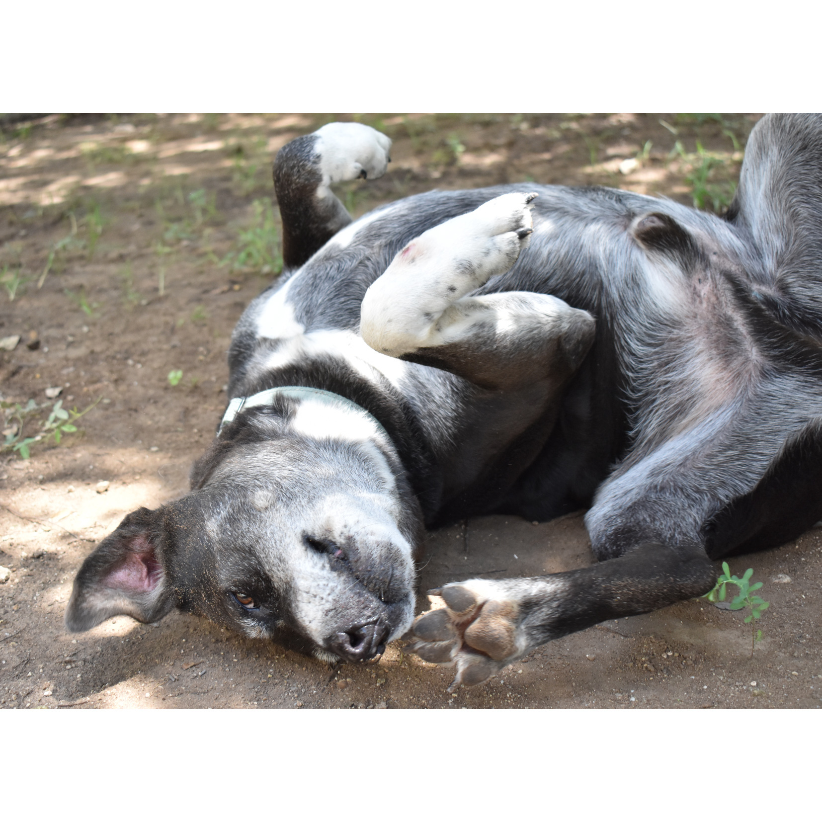 Max, an adoptable Labrador Retriever, Cattle Dog in Georgetown, TX, 78633 | Photo Image 3