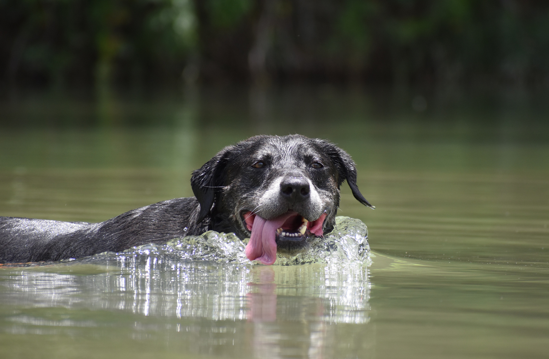 Max, an adoptable Labrador Retriever, Cattle Dog in Georgetown, TX, 78633 | Photo Image 5