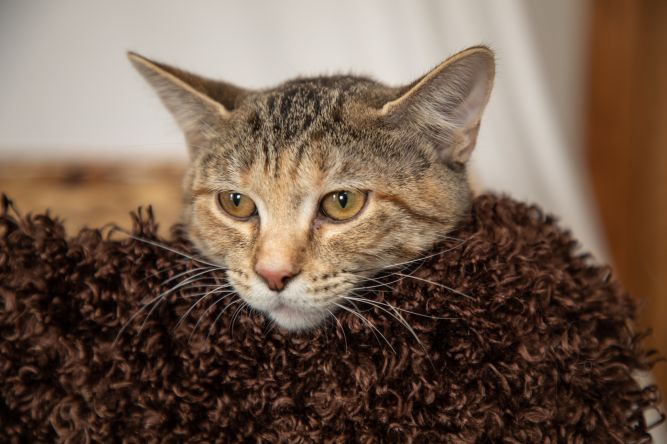 cat-for-adoption-sarafina-a-domestic-short-hair-in-st-clair-mo