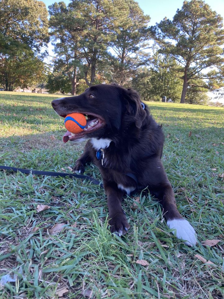 barm Acquiesce charter Dog for adoption - OLLIE, an Australian Shepherd in Virginia Beach, VA |  Petfinder