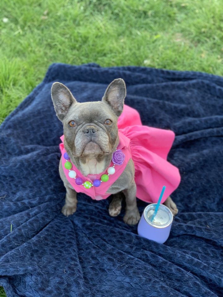 Petfinder French Bulldog The Y Guide