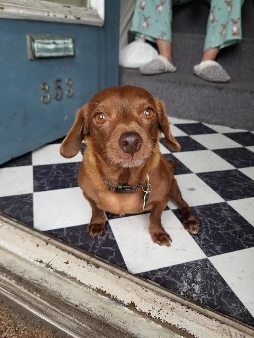 Mini, an adoptable Dachshund, Chihuahua in Sonoma, CA, 95476 | Photo Image 1