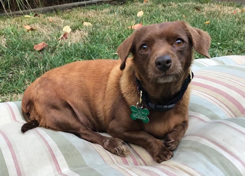 Mini, an adoptable Dachshund, Chihuahua in Sonoma, CA, 95476 | Photo Image 2