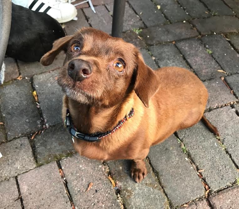 Mini, an adoptable Dachshund, Chihuahua in Sonoma, CA, 95476 | Photo Image 3