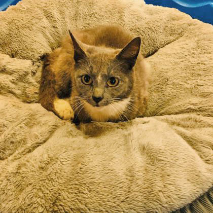Pracilla, an adoptable Domestic Short Hair in Portsmouth, OH, 45662 | Photo Image 3