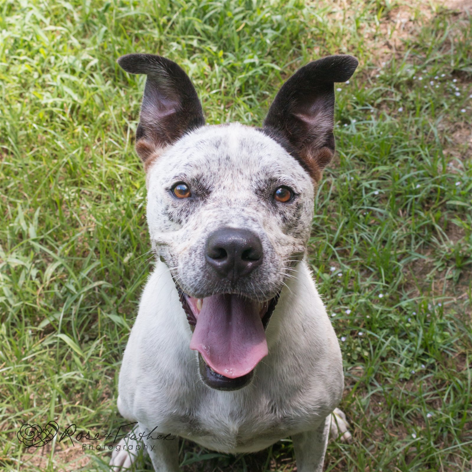 Spot, an adoptable Hound in Shreveport, LA, 71119 | Photo Image 1
