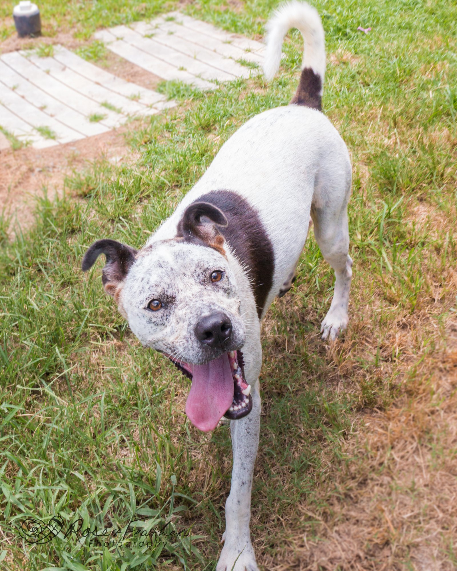 Spot, an adoptable Hound in Shreveport, LA, 71119 | Photo Image 2