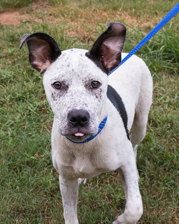 Spot, an adoptable Hound in Shreveport, LA, 71119 | Photo Image 3