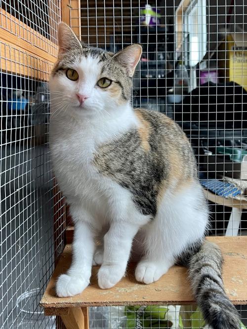 Cat For Adoption Kiwi A Domestic Short Hair In Lake Saint Louis Mo Petfinder