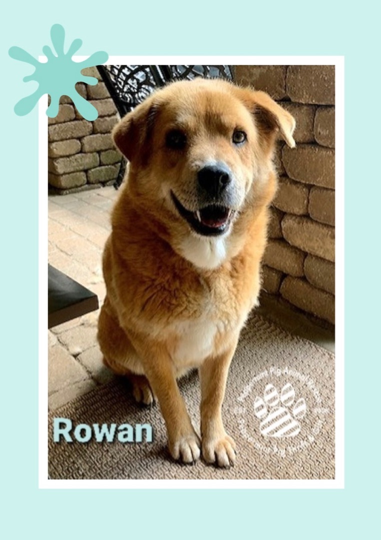Rowan aka Earnest, an adoptable Great Pyrenees, Shepherd in Cincinnati, OH, 45255 | Photo Image 1