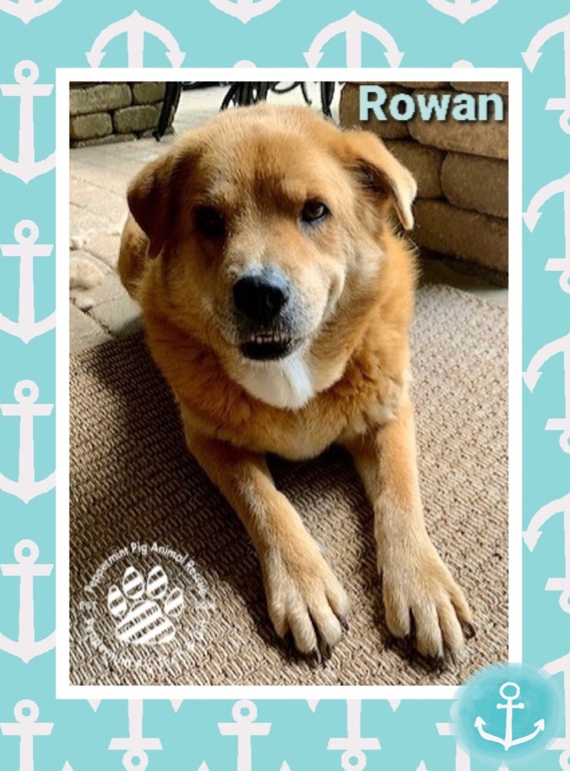 Rowan aka Earnest, an adoptable Great Pyrenees, Shepherd in Cincinnati, OH, 45255 | Photo Image 2