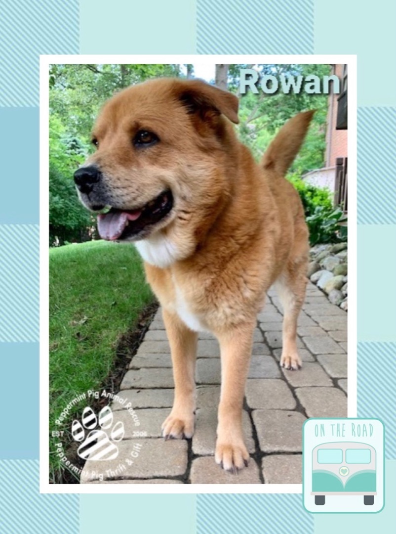 Rowan aka Earnest, an adoptable Great Pyrenees, Shepherd in Cincinnati, OH, 45255 | Photo Image 3