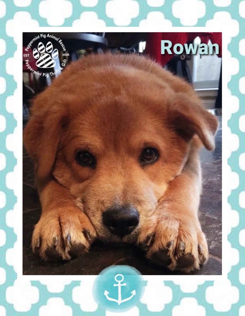 Rowan aka Earnest, an adoptable Great Pyrenees, Shepherd in Cincinnati, OH, 45255 | Photo Image 4
